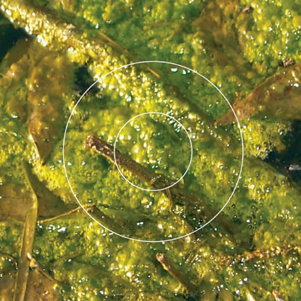 V/A - The Nature Of Systems CD