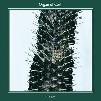 Organ Of Corti - Locus LP